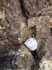 Cenchritis muricatus