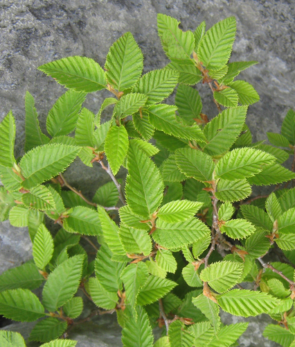 Eastern Hornbeam