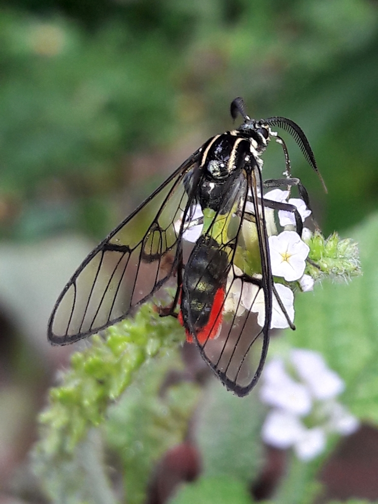Argyroeides ophion