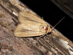 Mythimna nigrisparsa