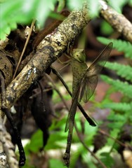 Gynacantha nervosa image