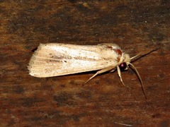 Mythimna nigrisparsa