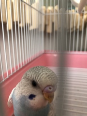 Melopsittacus