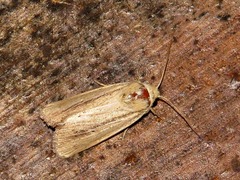 Mythimna nigrisparsa