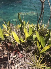 Epidendrum ciliare