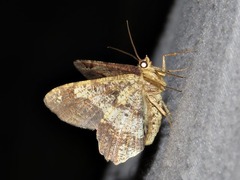 Chiasmia umbrata