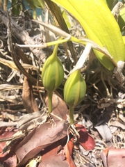 Epidendrum ciliare