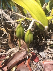 Epidendrum ciliare