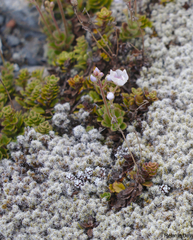 Veronica hookeriana