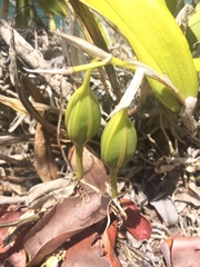 Epidendrum ciliare