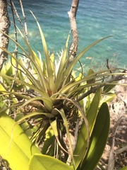 Tillandsia utriculata