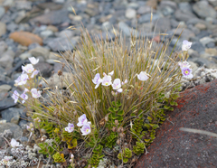 Veronica hookeriana