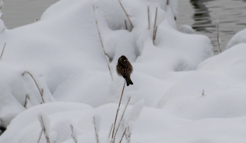 Escribano palustre (Emberiza schoeniclus)