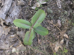 Hylotelephium maximum