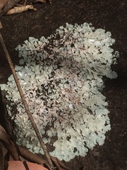Flavoparmelia caperata