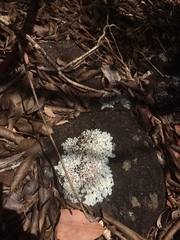Flavoparmelia caperata