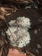 Flavoparmelia caperata