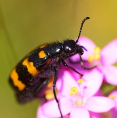 Mylabris variabilis
