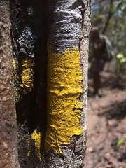 Candelaria concolor