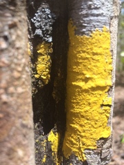 Candelaria concolor