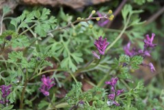 Fumaria officinalis officinalis