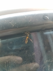 Polybia occidentalis bohemani