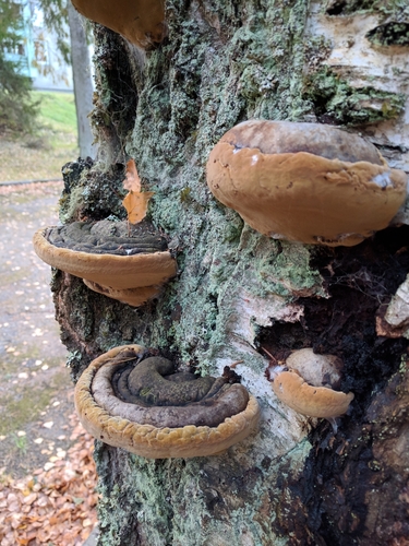 Phellinus nigricans