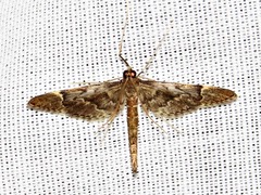 Duponchelia lanceolalis