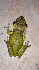 Triprion spatulatus