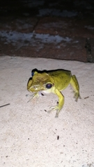 Triprion spatulatus