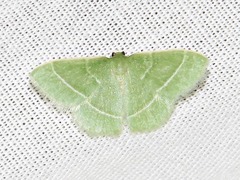 Chlorissa attenuata