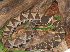 Deinagkistrodon acutus