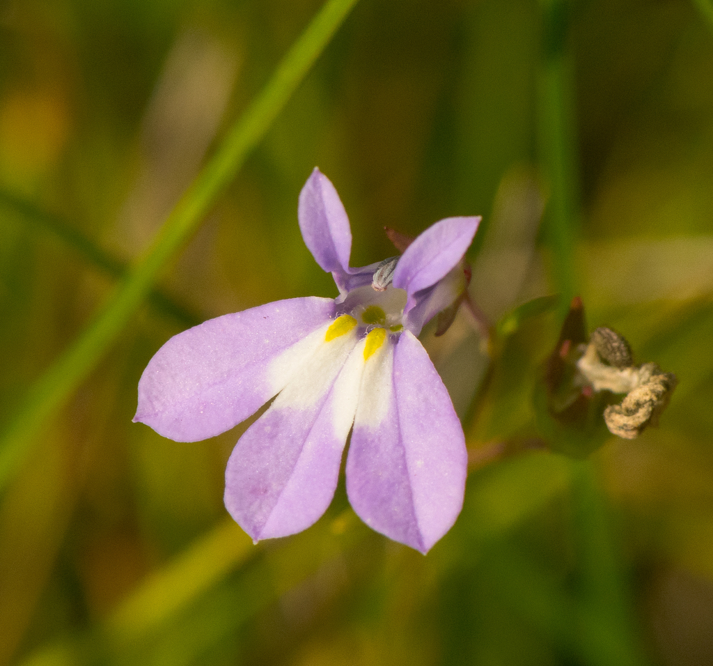 Kalm's Lobelia