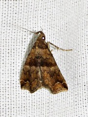 Rhynchodontodes