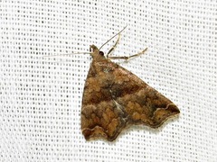 Rhynchodontodes
