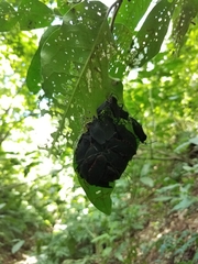 Sephina subulata