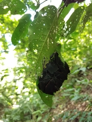 Sephina subulata
