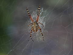 Araneus annulipes