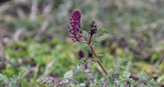 Fumaria officinalis officinalis