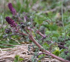 Fumaria officinalis officinalis