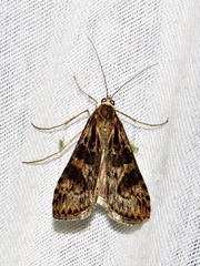 Nomophila noctuella