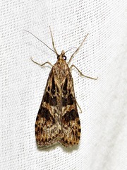 Nomophila noctuella