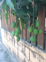 Mangifera indica