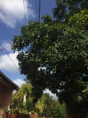 Mangifera indica