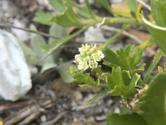 Lepidium rekohuense