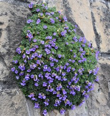 Aubrieta deltoidea