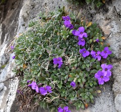 Aubrieta deltoidea