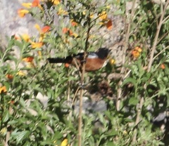 Diglossa brunneiventris