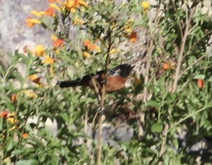 Diglossa brunneiventris