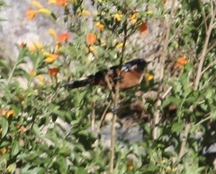 Diglossa brunneiventris